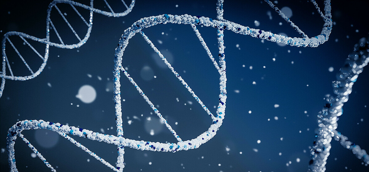 Medical research based on T cells hopes to enhance the performance of the immune system. The company T-knife enhances so-called T cells to ‘teach’ the immune system to recognise the tell-tale signs of viral infection or cancer.