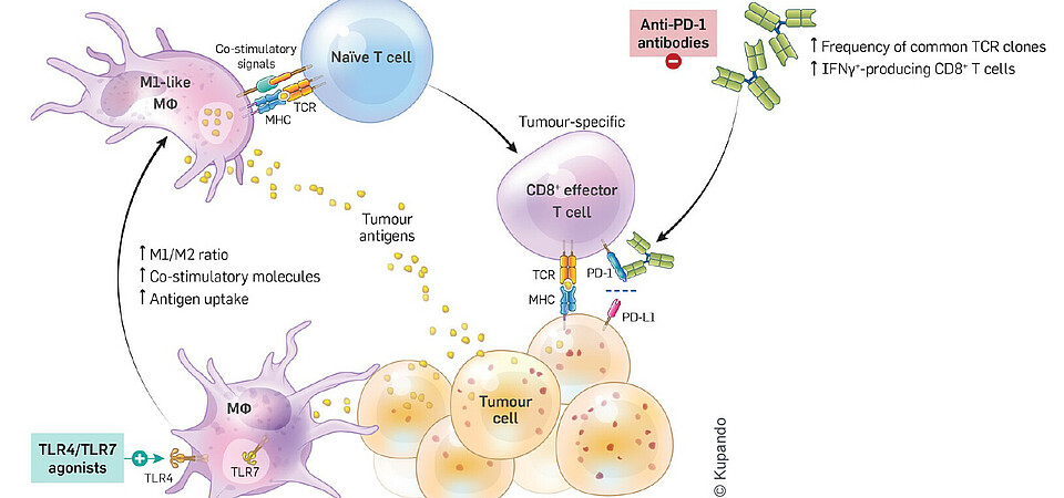 Kupando therapeutic approach Kupando therapeutic approach